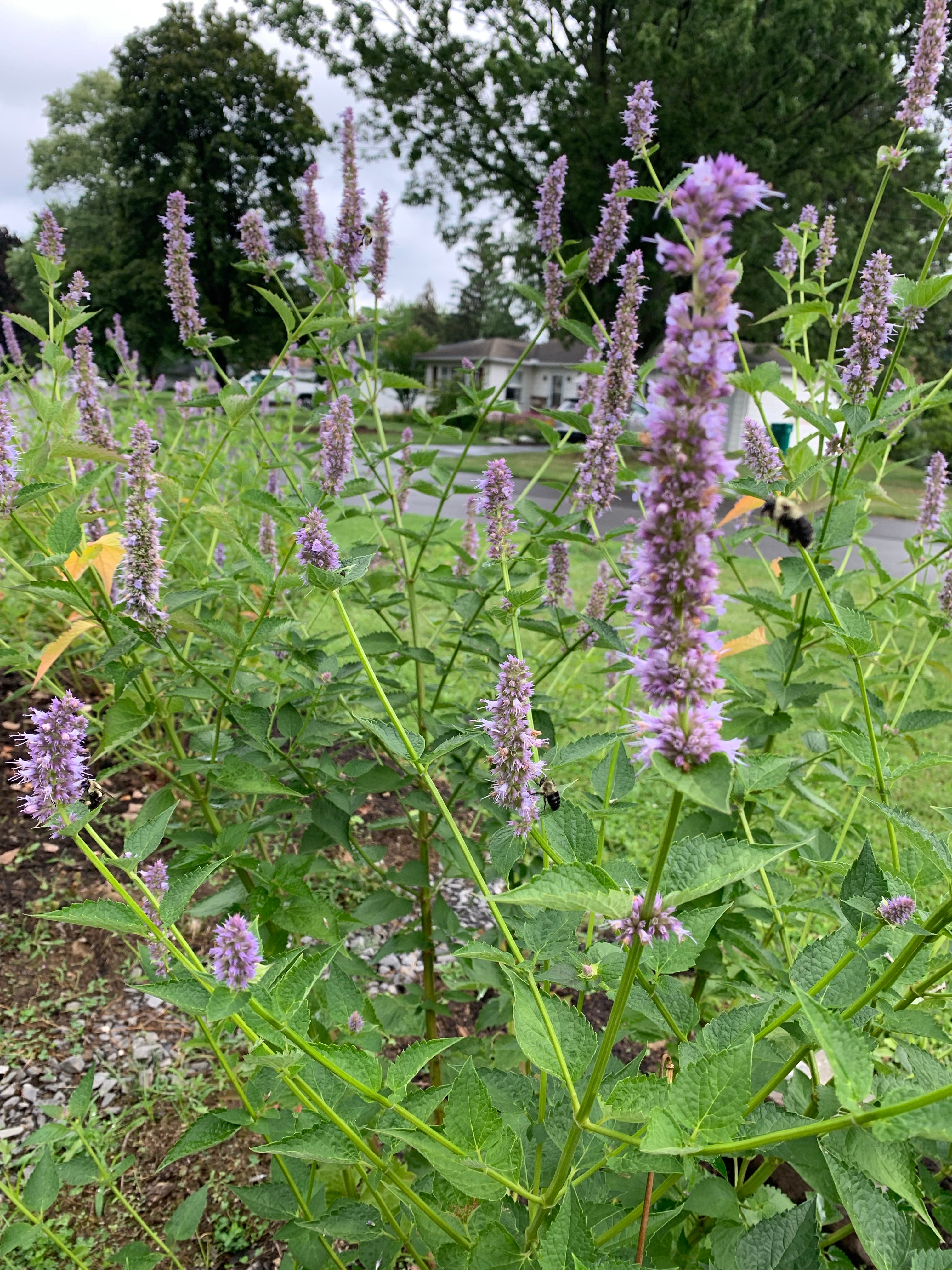 Garden Goldfinch • Letterpress and Linocut Fine Art Print
