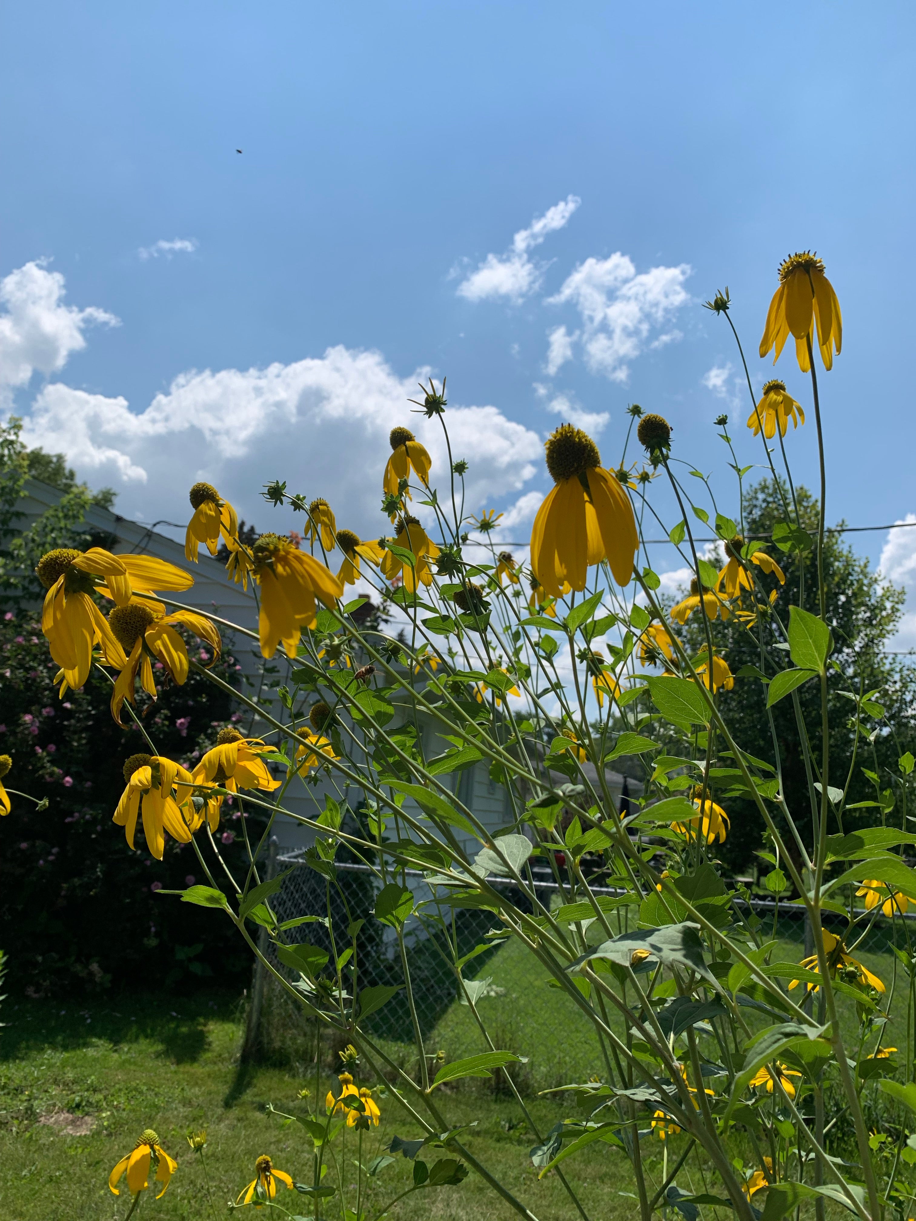 Garden Goldfinch • Letterpress and Linocut Fine Art Print