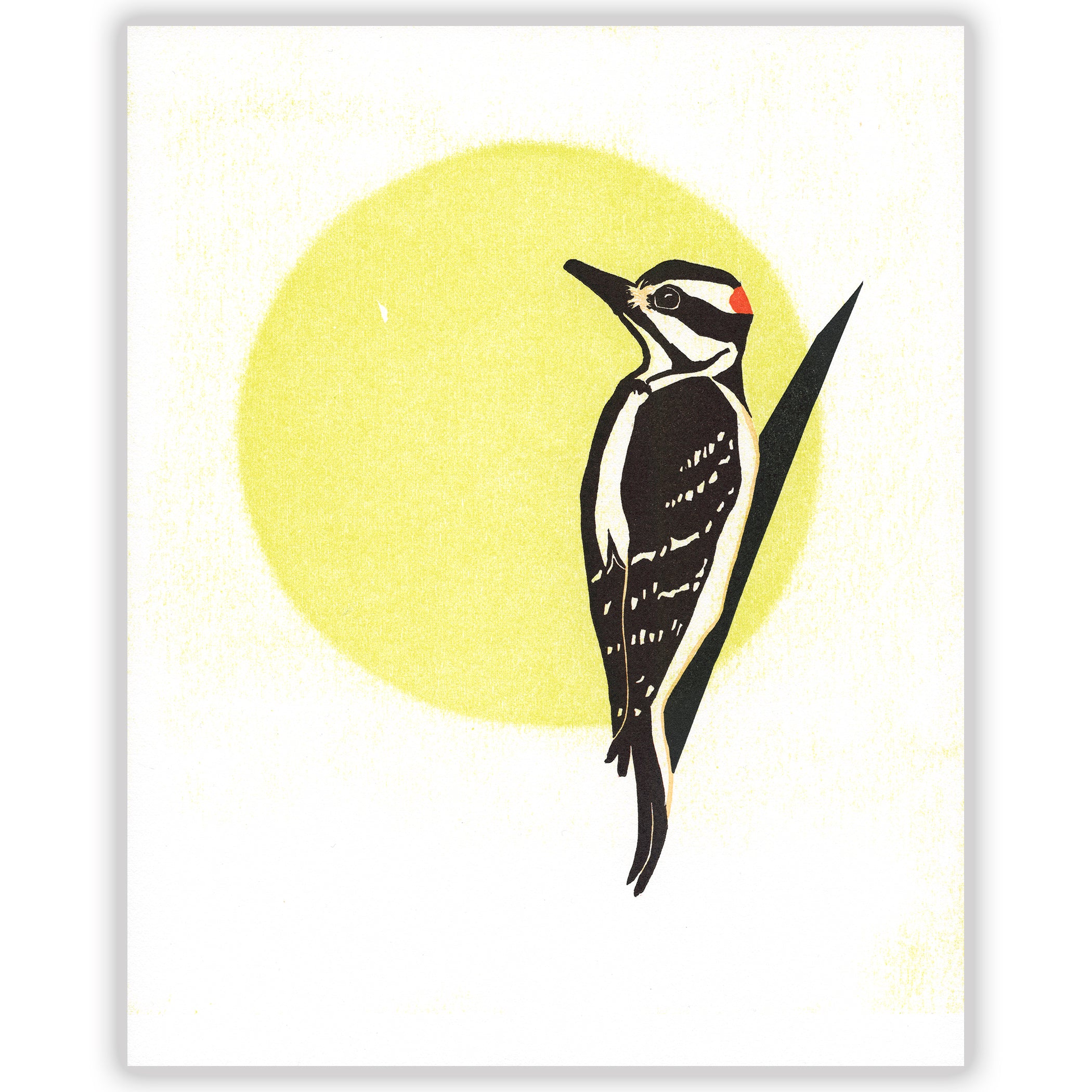 Downy Woodpecker fine art linoleum block letterpress print